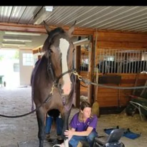 Equine ultrasound of tendon